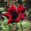 Perle Noire